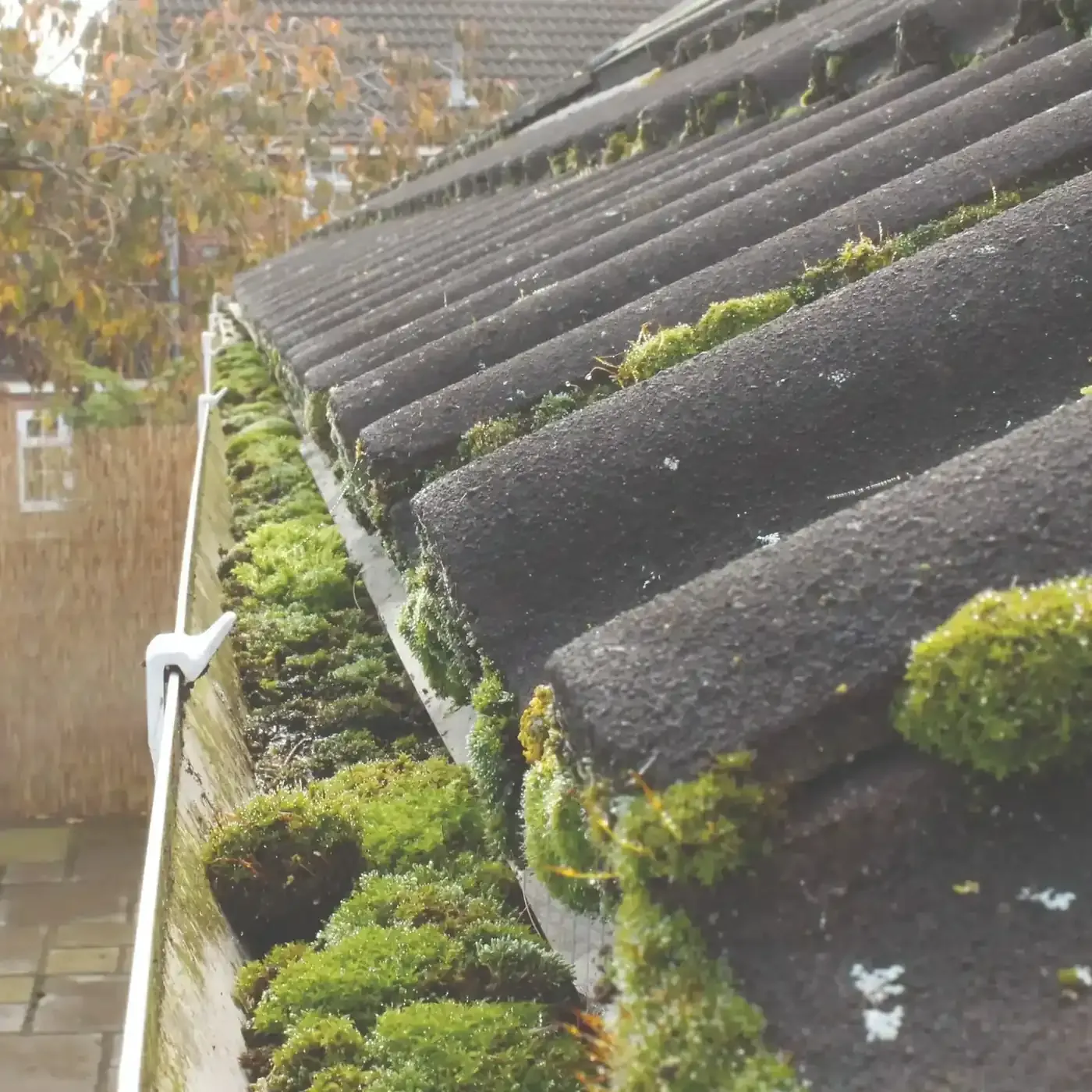 Gutter full of moss and debris before cleaning